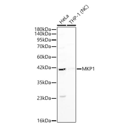 Western Blot - Anti-DUSP1 Antibody (A329325) - Antibodies.com