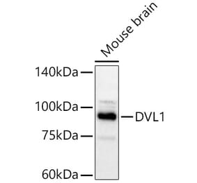 Western Blot - Anti-DVL1 Antibody (A329327) - Antibodies.com
