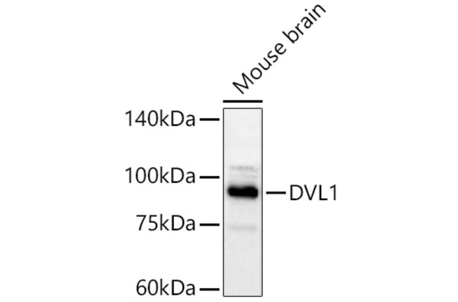Western Blot - Anti-DVL1 Antibody (A329327) - Antibodies.com