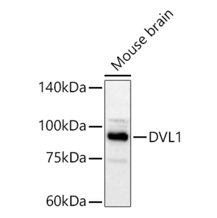Western Blot - Anti-DVL1 Antibody (A329327) - Antibodies.com