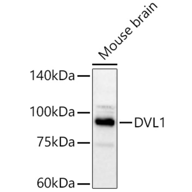 Western Blot - Anti-DVL1 Antibody (A329327) - Antibodies.com