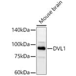 Western Blot - Anti-DVL1 Antibody (A329327) - Antibodies.com