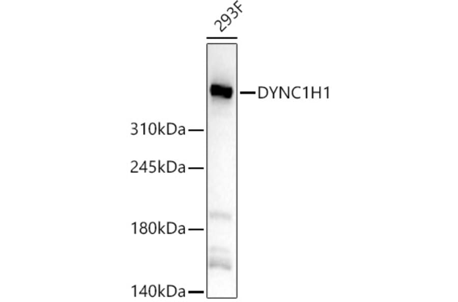Western Blot - Anti-DYNC1H1 Antibody (A329328) - Antibodies.com
