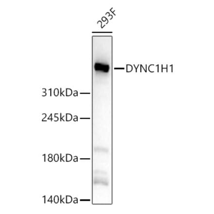 Western Blot - Anti-DYNC1H1 Antibody (A329328) - Antibodies.com