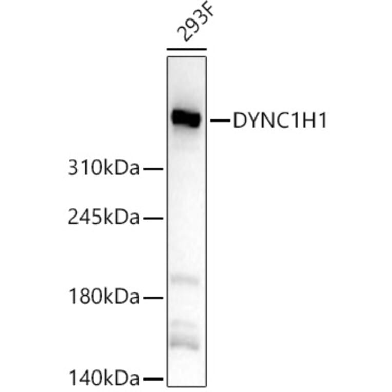Western Blot - Anti-DYNC1H1 Antibody (A329328) - Antibodies.com