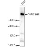 Western Blot - Anti-DYNC1H1 Antibody (A329328) - Antibodies.com