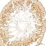 Immunohistochemistry - Anti-DYRK2 Antibody (A329329) - Antibodies.com