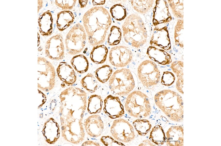 Immunohistochemistry - Anti-DYRK2 Antibody (A329329) - Antibodies.com