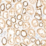 Immunohistochemistry - Anti-DYRK2 Antibody (A329329) - Antibodies.com