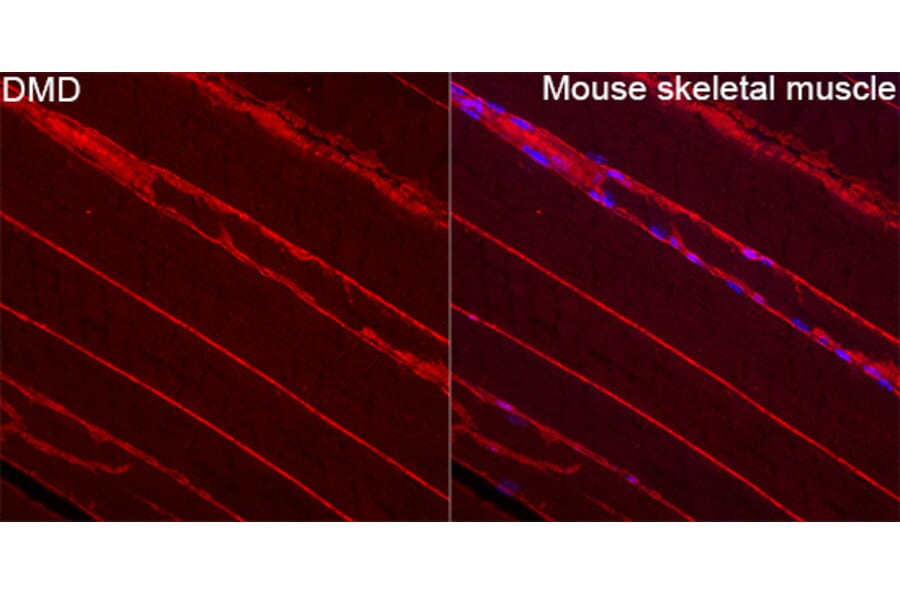 Immunofluorescence - Anti-Dystrophin Antibody (A329330) - Antibodies.com