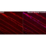 Immunofluorescence - Anti-Dystrophin Antibody (A329330) - Antibodies.com