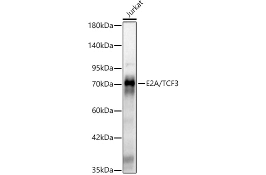 Western Blot - Anti-E2A Antibody [ARC61947] (A329332) - Antibodies.com