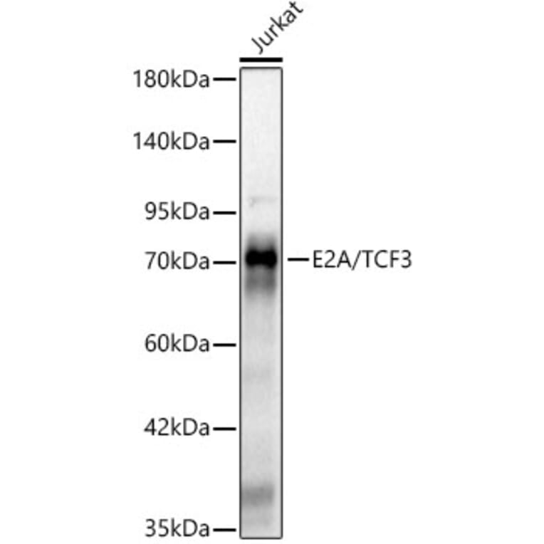 Western Blot - Anti-E2A Antibody [ARC61947] (A329332) - Antibodies.com