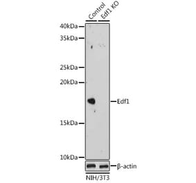 Western Blot - Anti-EDF1 Antibody (A329334) - Antibodies.com