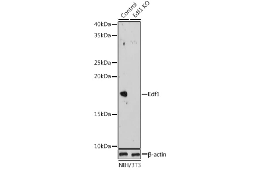Western Blot - Anti-EDF1 Antibody (A329334) - Antibodies.com