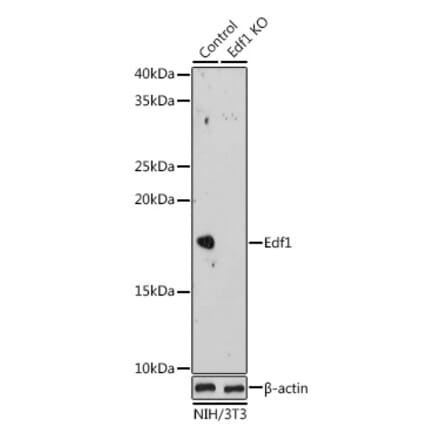 Western Blot - Anti-EDF1 Antibody (A329334) - Antibodies.com