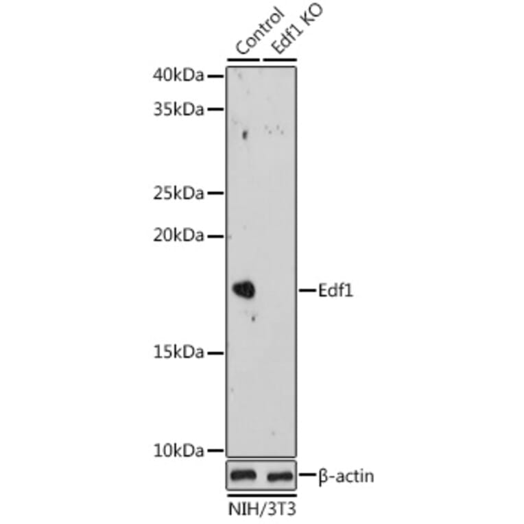 Western Blot - Anti-EDF1 Antibody (A329334) - Antibodies.com