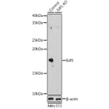Western Blot - Anti-EDF1 Antibody (A329334) - Antibodies.com