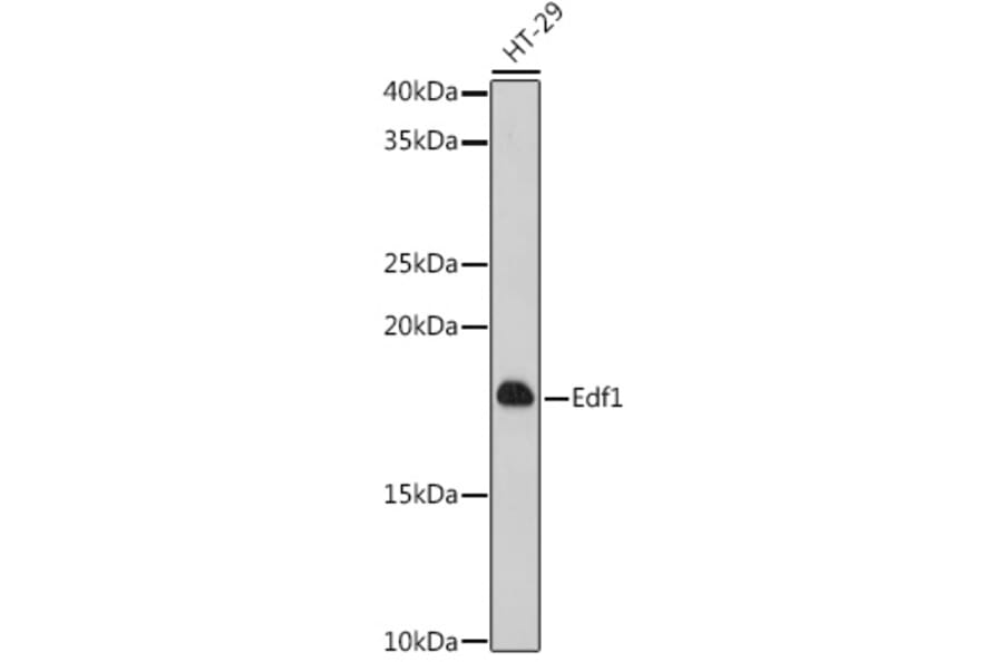Western Blot - Anti-EDF1 Antibody (A329334) - Antibodies.com