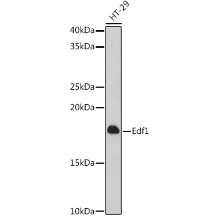 Western Blot - Anti-EDF1 Antibody (A329334) - Antibodies.com