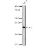 Western Blot - Anti-EDF1 Antibody (A329334) - Antibodies.com