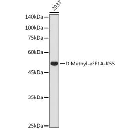 Western Blot - Anti-eEF1A Antibody (A329335) - Antibodies.com