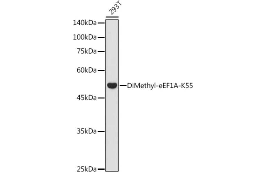 Western Blot - Anti-eEF1A Antibody (A329335) - Antibodies.com