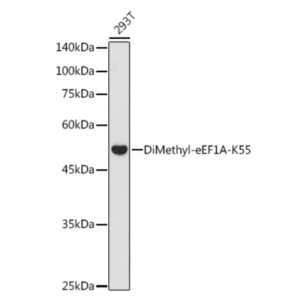 Western Blot - Anti-eEF1A Antibody (A329335) - Antibodies.com