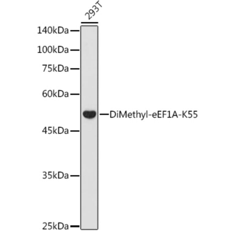 Western Blot - Anti-eEF1A Antibody (A329335) - Antibodies.com