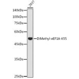 Western Blot - Anti-eEF1A Antibody (A329335) - Antibodies.com