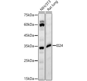 Western Blot - Anti-EI24 Antibody (A329340) - Antibodies.com