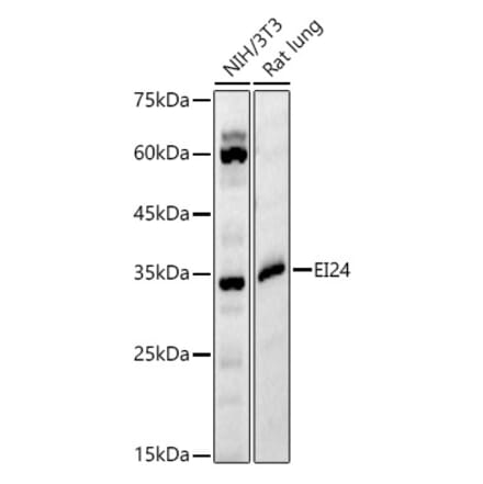 Western Blot - Anti-EI24 Antibody (A329340) - Antibodies.com