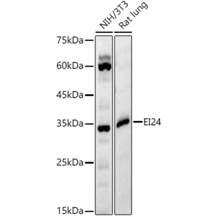 Western Blot - Anti-EI24 Antibody (A329340) - Antibodies.com