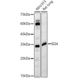 Western Blot - Anti-EI24 Antibody (A329340) - Antibodies.com