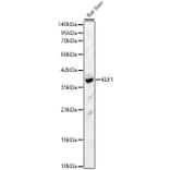 Western Blot - Anti-KLF1 Antibody (A329342) - Antibodies.com