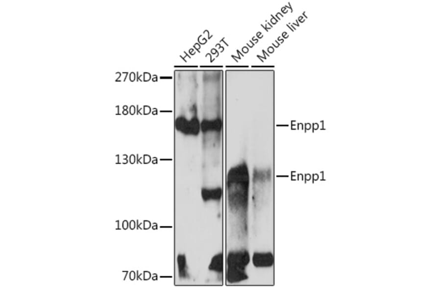 Western Blot - Anti-ENPP1 Antibody (A329343) - Antibodies.com