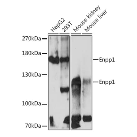 Western Blot - Anti-ENPP1 Antibody (A329343) - Antibodies.com