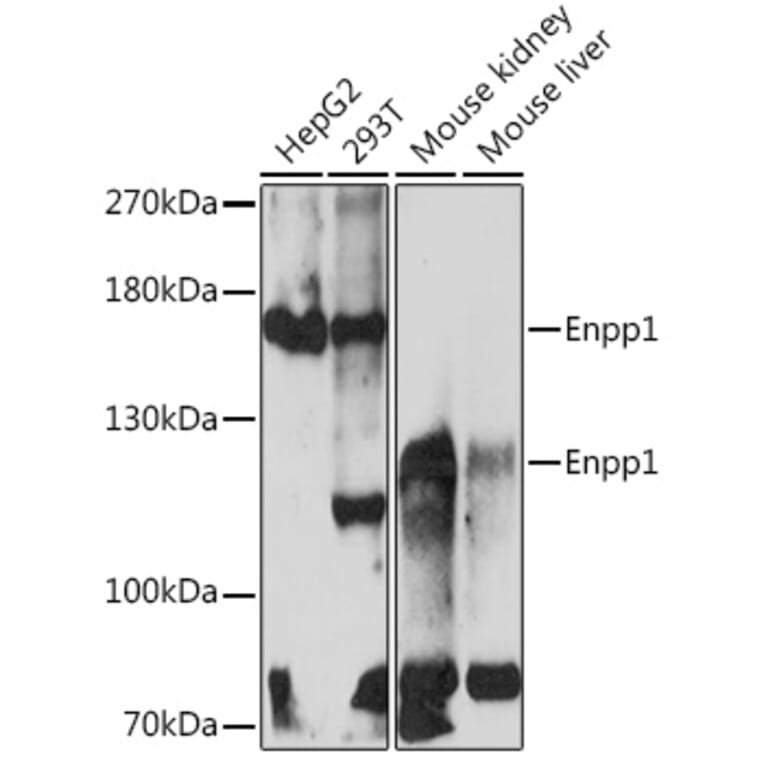 Western Blot - Anti-ENPP1 Antibody (A329343) - Antibodies.com