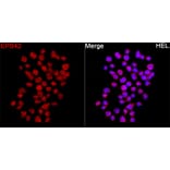 Immunofluorescence - Anti-EPB42 Antibody (A329345) - Antibodies.com
