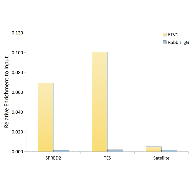 ChImmunoprecipitation - Anti-ETV1 Antibody [ARC60301] (A329350) - Antibodies.com