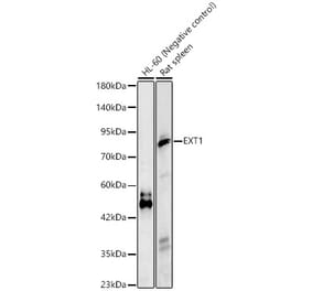 Western Blot - Anti-EXT1 Antibody (A329352) - Antibodies.com