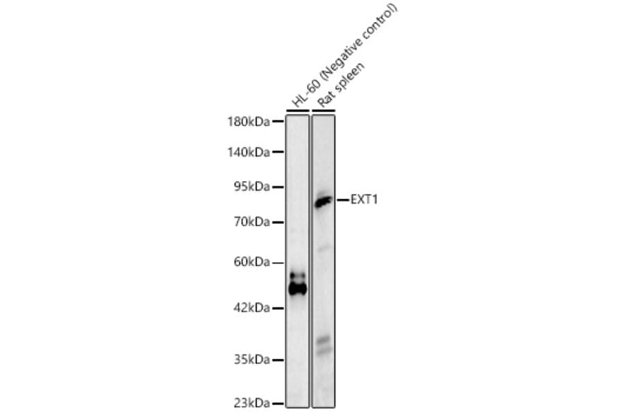 Western Blot - Anti-EXT1 Antibody (A329352) - Antibodies.com
