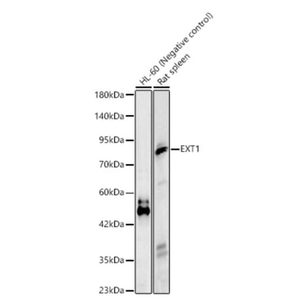 Western Blot - Anti-EXT1 Antibody (A329352) - Antibodies.com