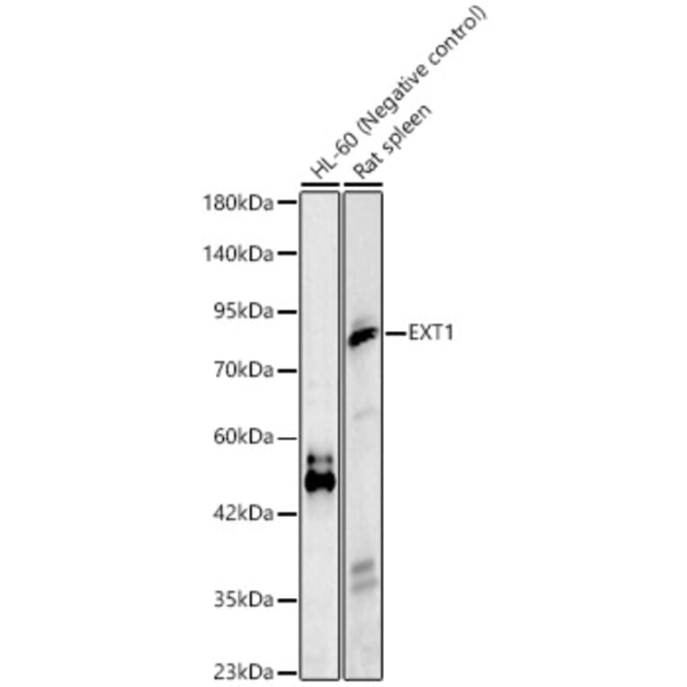 Western Blot - Anti-EXT1 Antibody (A329352) - Antibodies.com