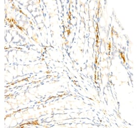 Immunohistochemistry - Anti-F4/80 Antibody [ARC61555] (A329353) - Antibodies.com