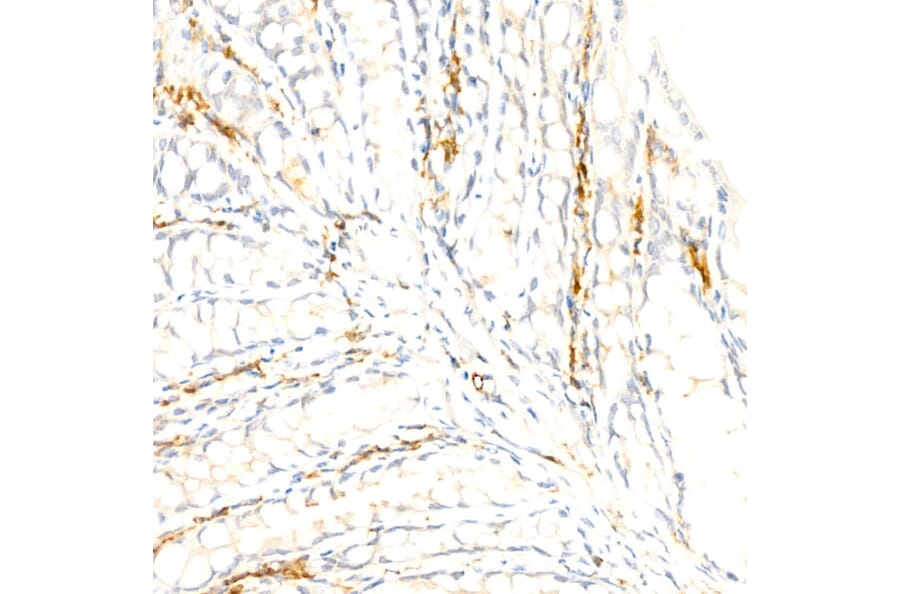 Immunohistochemistry - Anti-F4/80 Antibody [ARC61555] (A329353) - Antibodies.com