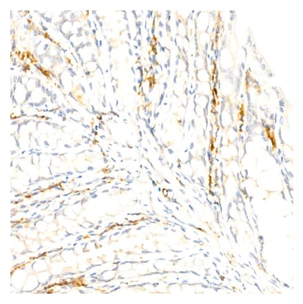 Immunohistochemistry - Anti-F4/80 Antibody [ARC61555] (A329353) - Antibodies.com