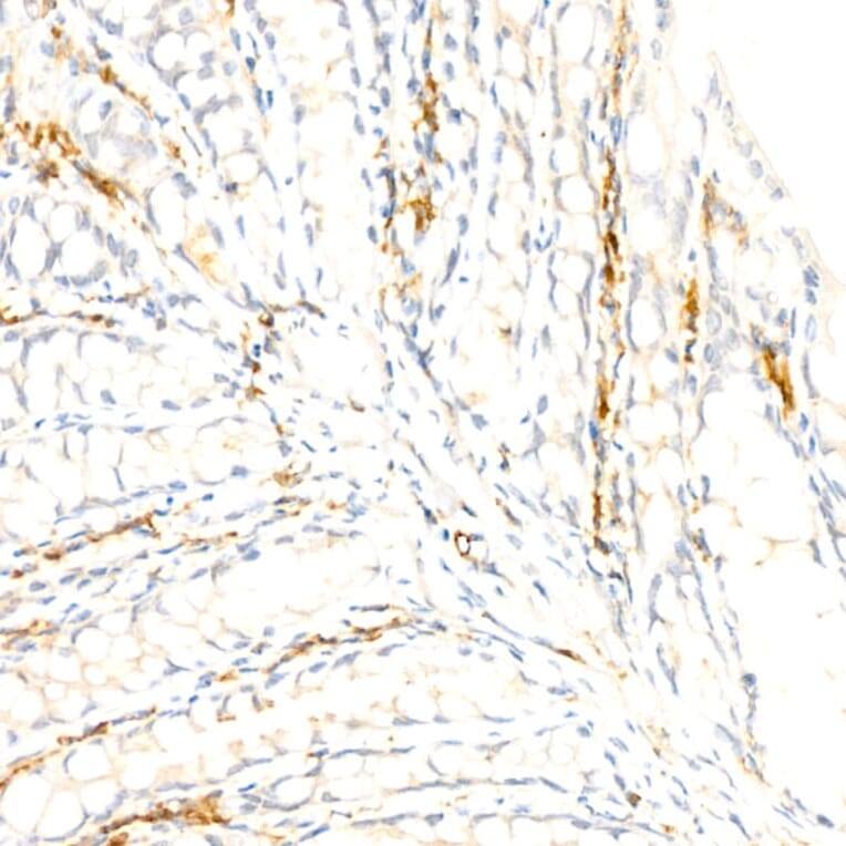 Immunohistochemistry - Anti-F4/80 Antibody [ARC61555] (A329353) - Antibodies.com
