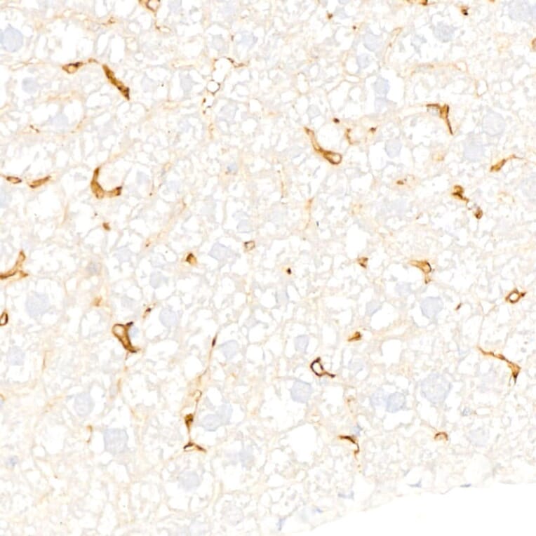Immunohistochemistry - Anti-F4/80 Antibody [ARC61555] (A329353) - Antibodies.com