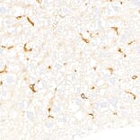 Immunohistochemistry - Anti-F4/80 Antibody [ARC61555] (A329353) - Antibodies.com